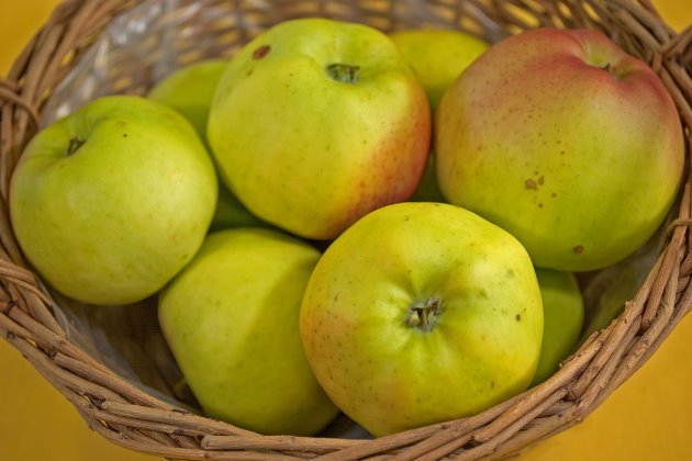 Nr 12 Malus Signe Tillisch